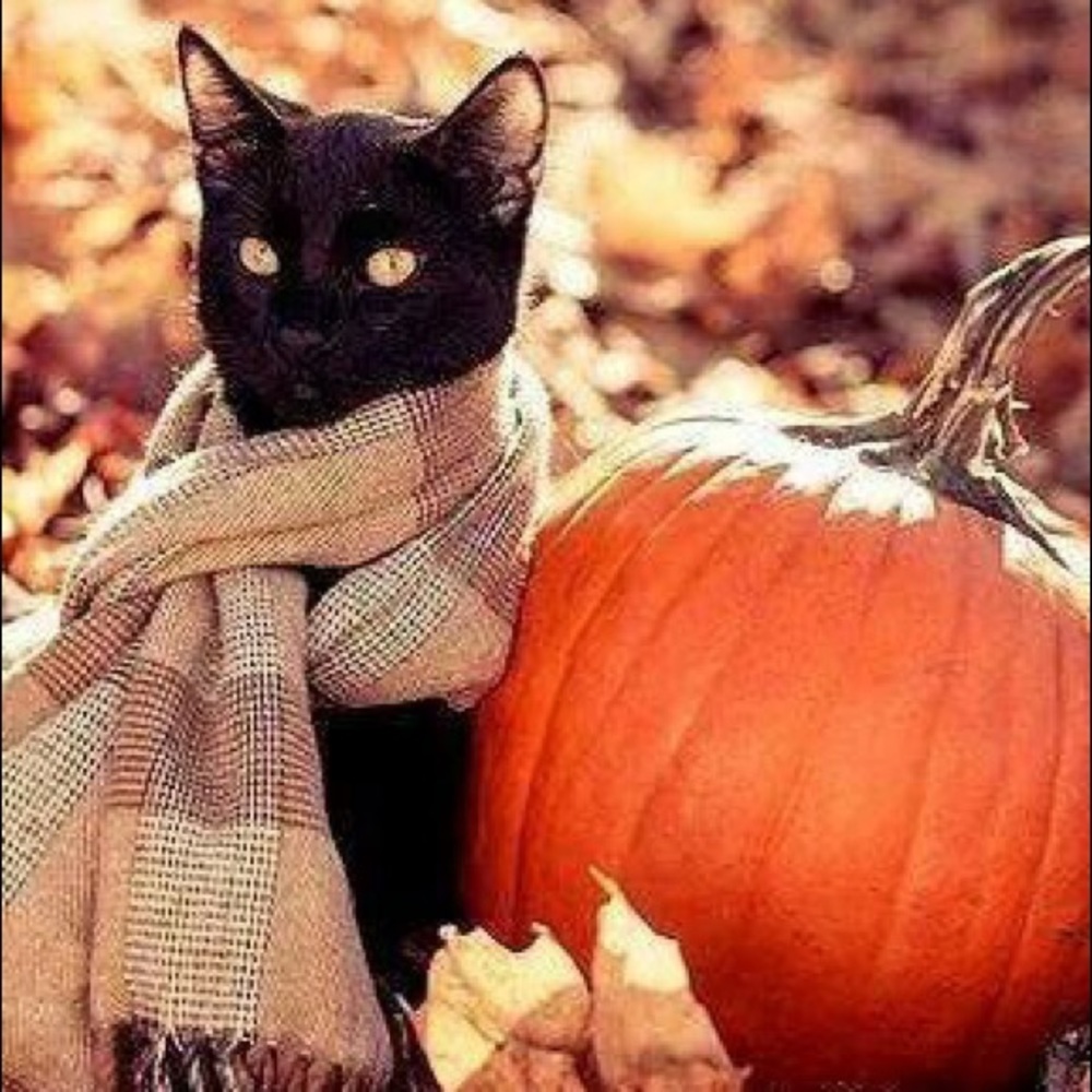 Meet your Posher, Fabiola